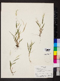 Setaria liebmannii image