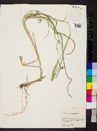 Setaria macrostachya image