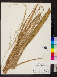 Setaria paniculifera image