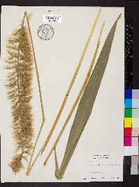 Setaria paniculifera image