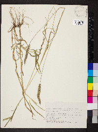 Setaria verticilliformis image