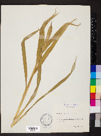 Setaria italica image