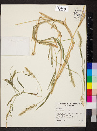 Image of Setaria dielsii