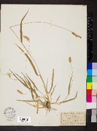 Pennisetum glaucum image