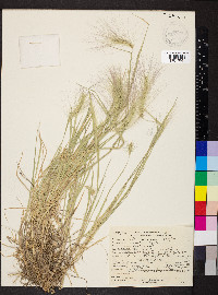 Elymus elymoides subsp. elymoides image