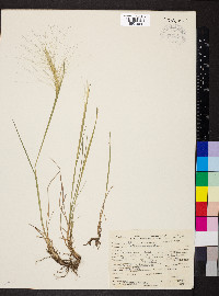 Elymus elymoides subsp. elymoides image