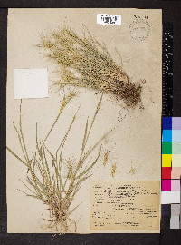 Elymus elymoides subsp. elymoides image