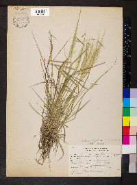 Elymus elymoides subsp. elymoides image