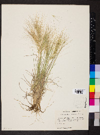 Elymus elymoides subsp. elymoides image