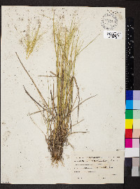 Elymus elymoides subsp. elymoides image