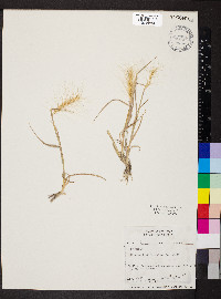 Elymus elymoides subsp. elymoides image