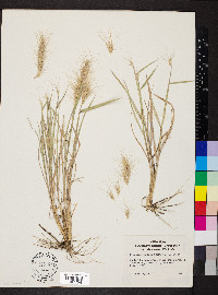 Elymus elymoides subsp. elymoides image