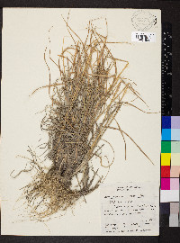 Elymus elymoides subsp. elymoides image