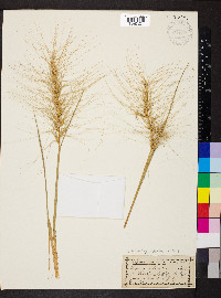 Elymus elymoides subsp. elymoides image