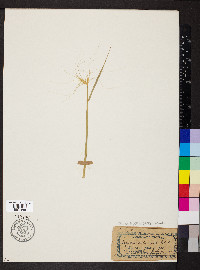 Elymus elymoides subsp. elymoides image