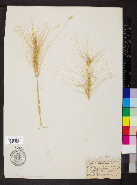 Elymus elymoides subsp. elymoides image