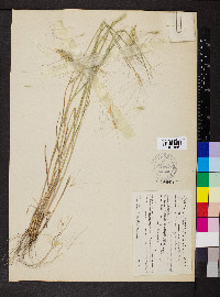 Elymus multisetus image