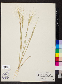 Elymus multisetus image