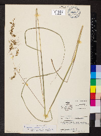 Sorghastrum elliottii image