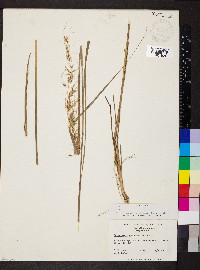 Sorghastrum secundum image