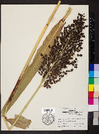 Sorghum bicolor image