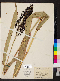 Sorghum bicolor subsp. bicolor image