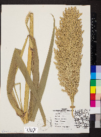 Sorghum bicolor image