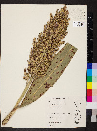 Sorghum bicolor subsp. bicolor image