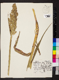 Sorghum bicolor image