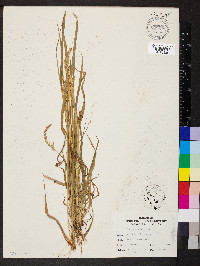 Sorghum bicolor subsp. bicolor image