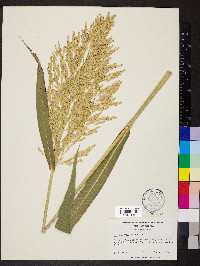 Sorghum bicolor image