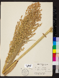 Sorghum bicolor image