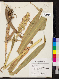 Sorghum bicolor image