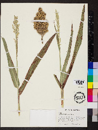 Sorghum bicolor image