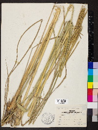 Spartina pectinata image