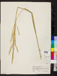 Spartina pectinata image