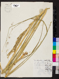 Spartina pectinata image