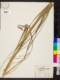 Spartina pectinata image