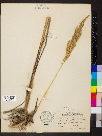 Spartina pectinata image