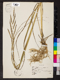 Spartina pectinata image