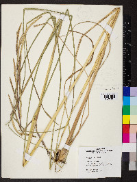 Spartina pectinata image