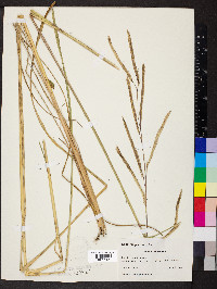 Spartina pectinata image