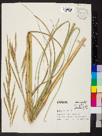 Spartina pectinata image