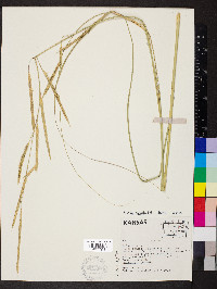 Spartina pectinata image