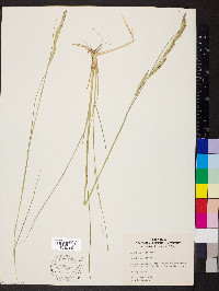 Spartina pectinata image