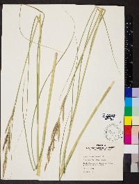 Spartina pectinata image