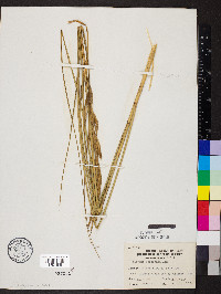 Spartina pectinata image