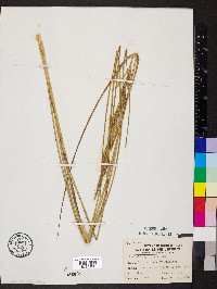 Spartina pectinata image