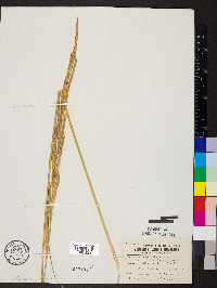 Spartina pectinata image