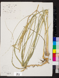 Spartina pectinata image